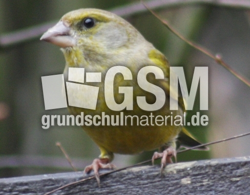D-Grünfink-31.jpg